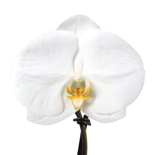 Orkide Singolo - Billede 3